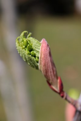 Acer pennsylvanicum - javor pensylvánský - rašení listu